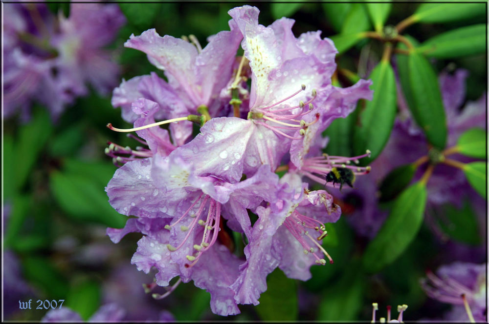 Rhododendron