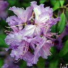 Rhododendron