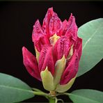 Rhododendron ...