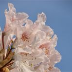 Rhododendron (1)