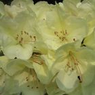 Rhododendron 1