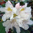 Rhododendron 1