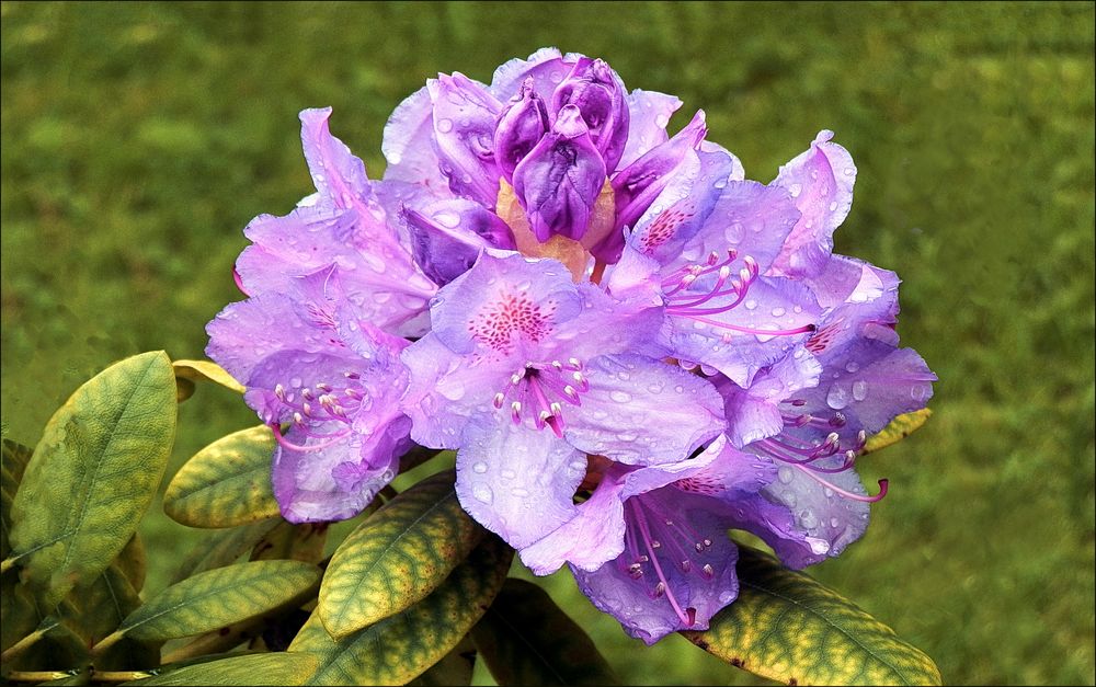Rhododendron   1