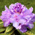 Rhododendron   1