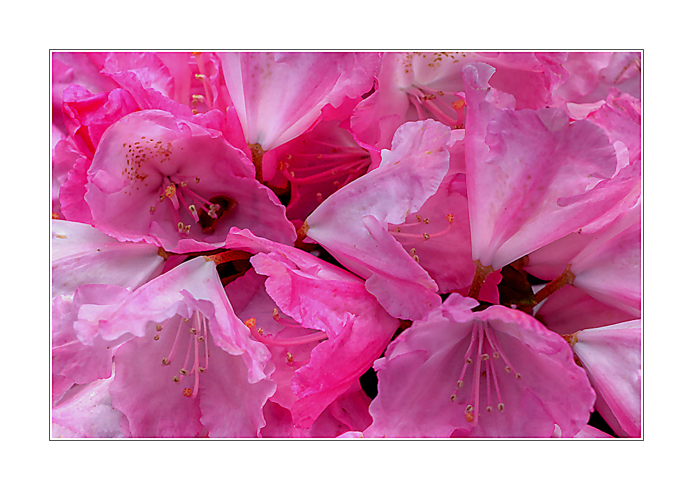 rhododendron ... (1)