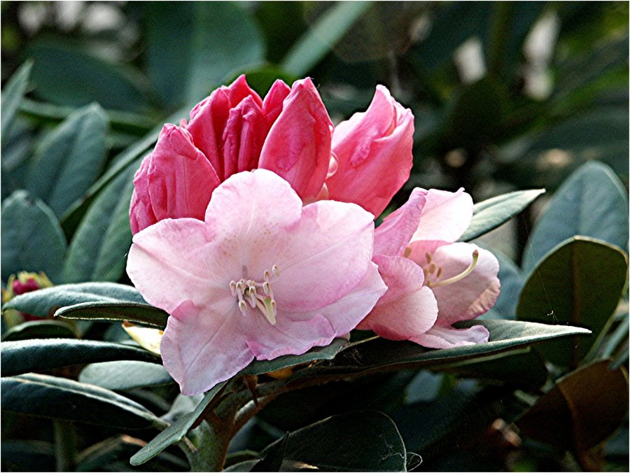 Rhododendron 1