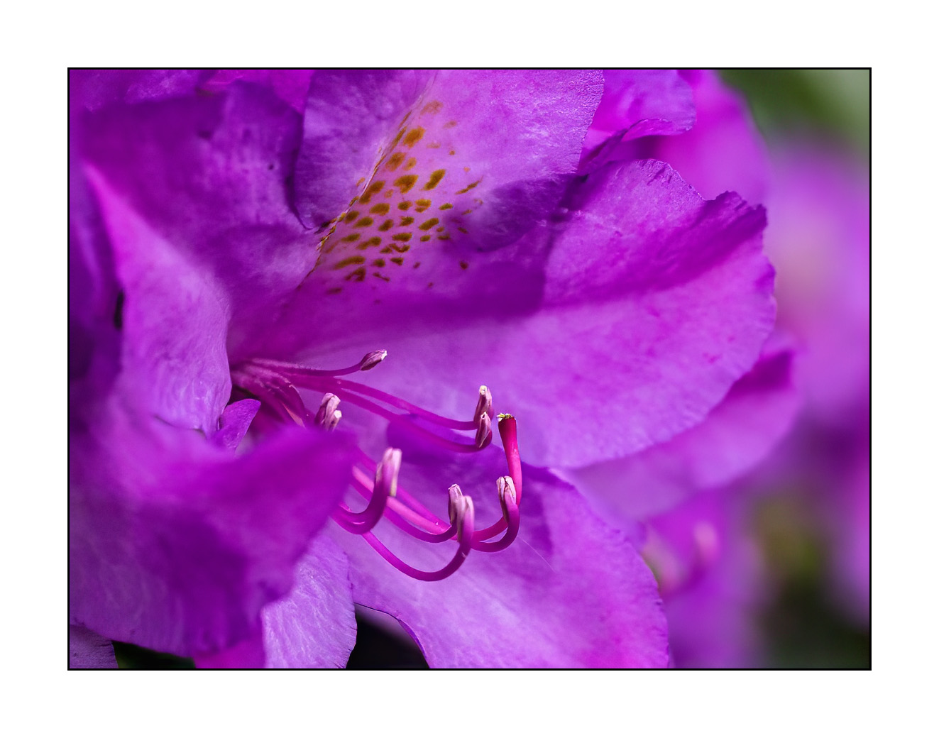 Rhododendron-1