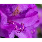Rhododendron-1