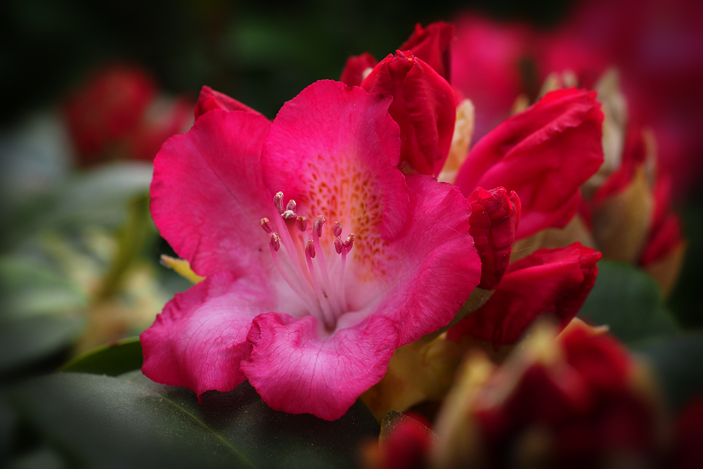 Rhododendron 1