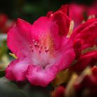 Rhododendron 1