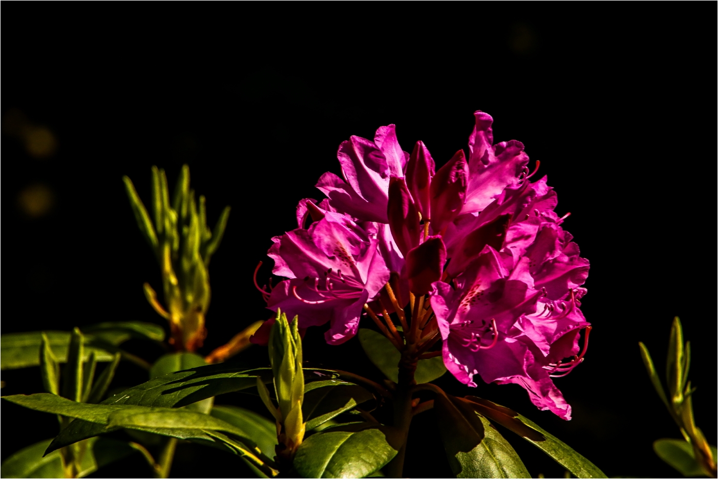 Rhododendron (1)