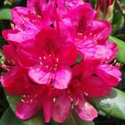 Rhododendron 1