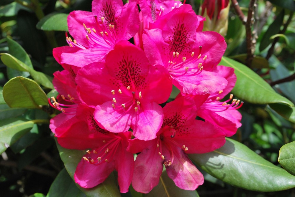 Rhododendron 1