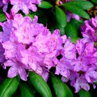 Rhododendron 1