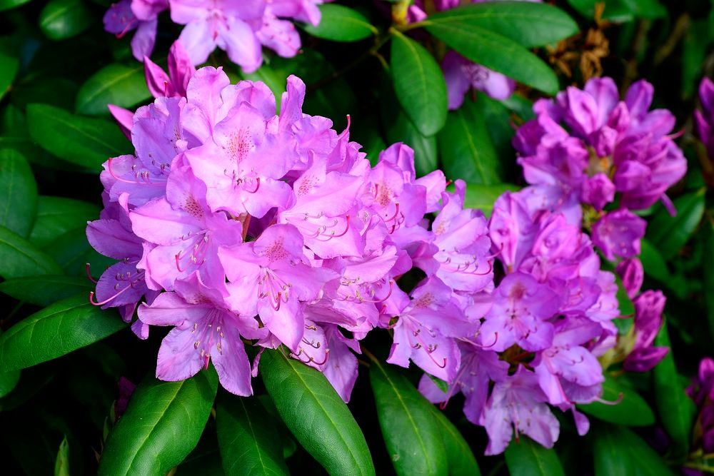 Rhododendron 1