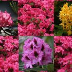 Rhododendron-1