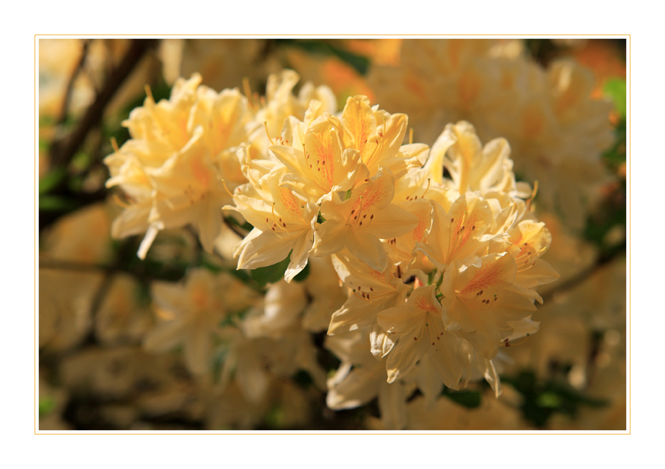 Rhododendron - 1