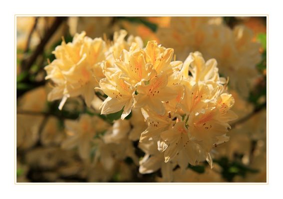 Rhododendron - 1