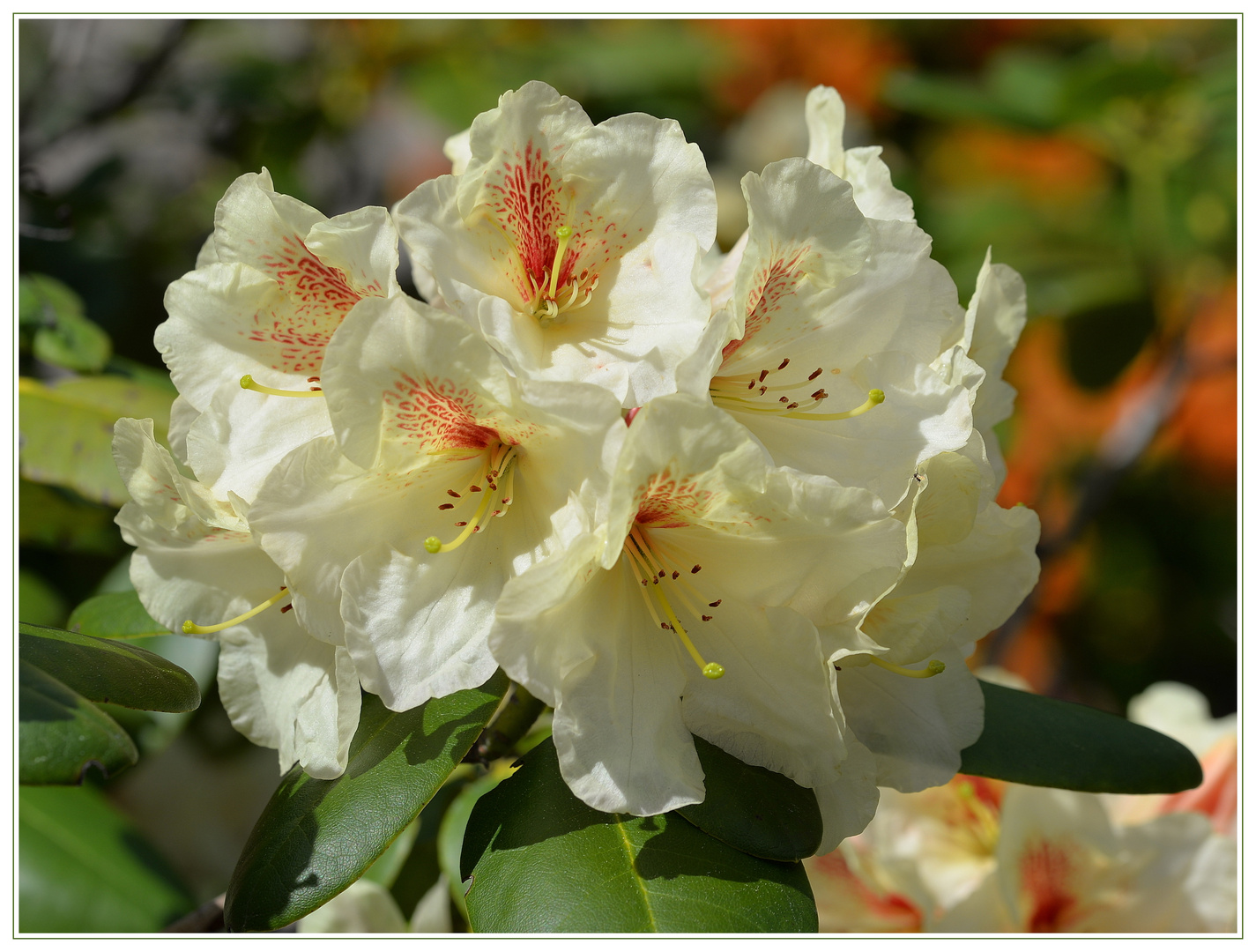  Rhododendron - 1