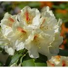  Rhododendron - 1