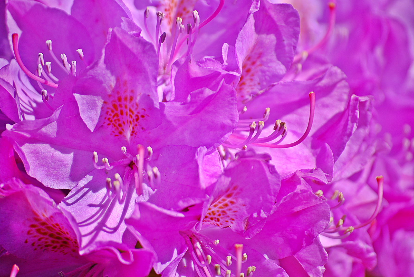 Rhododendron... 1