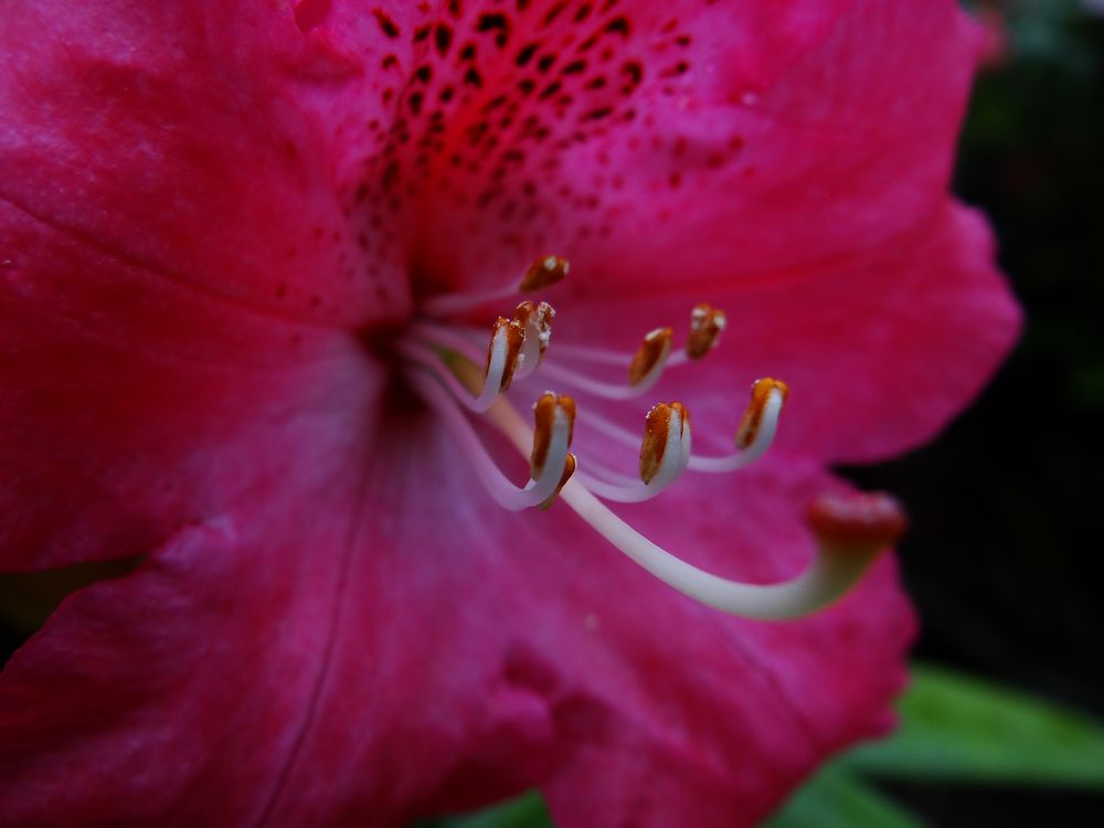 Rhododendron 1