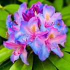 rhododendron