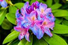 rhododendron