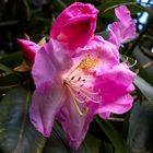 Rhododendron