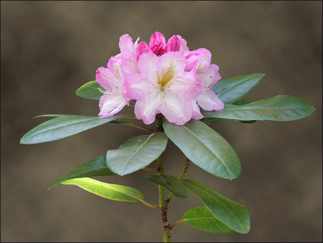 Rhododendron