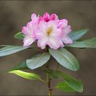 Rhododendron