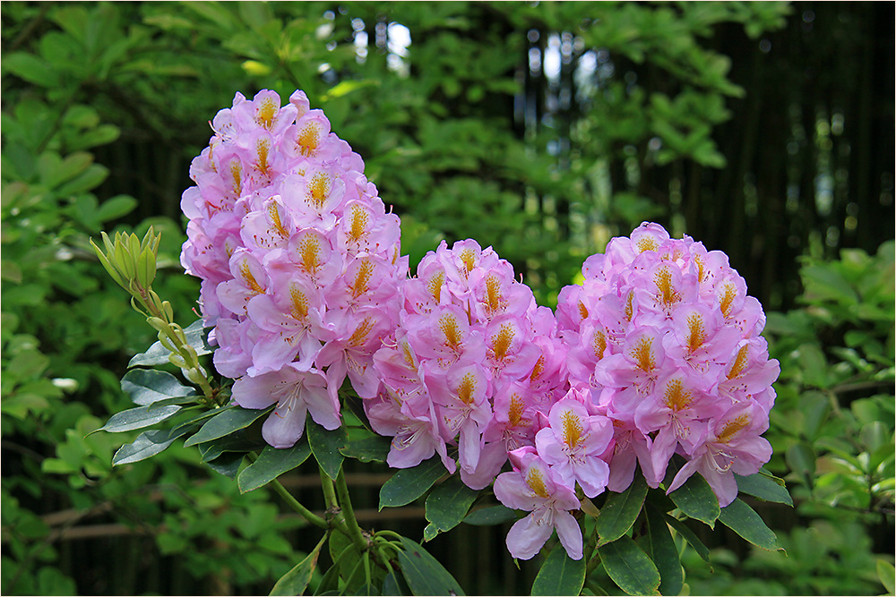 Rhododendron