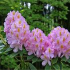 Rhododendron