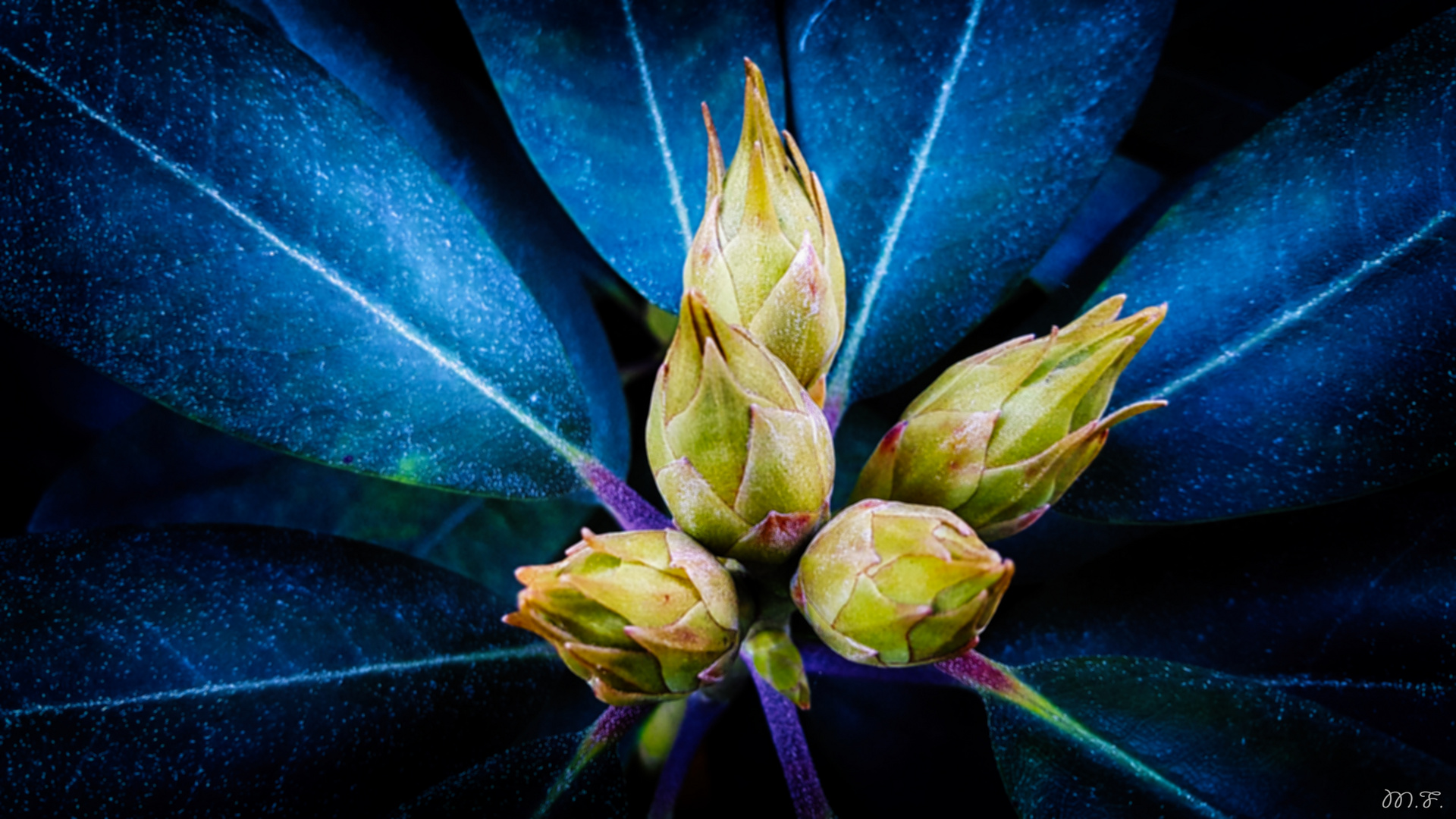 Rhododendron