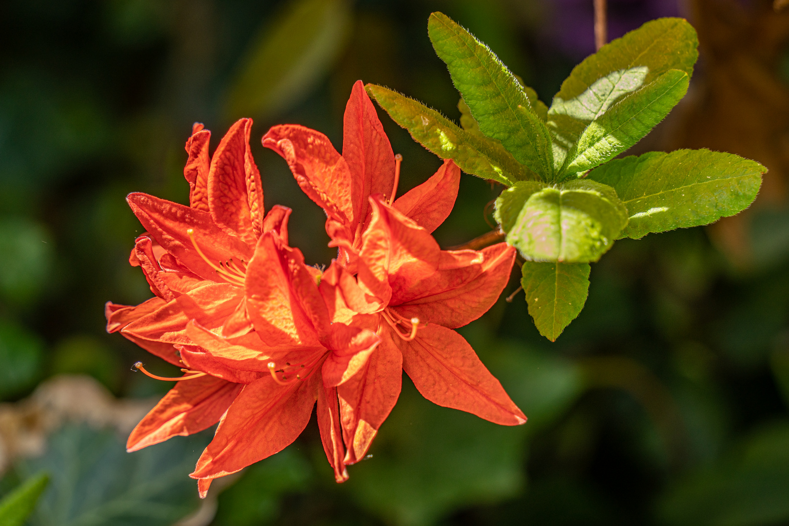 Rhododendron 