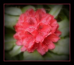 rhododendron