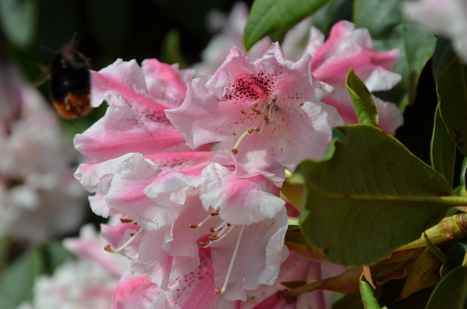 Rhododendron