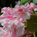 Rhododendron