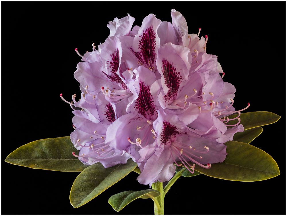 Rhododendron 