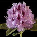 Rhododendron 