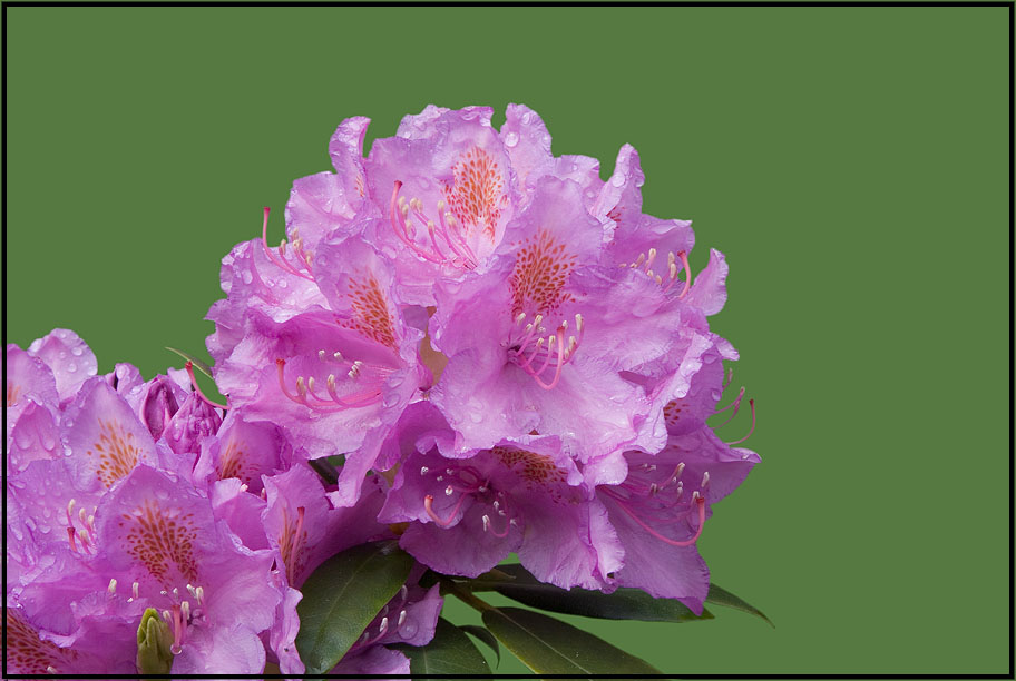 Rhododendron