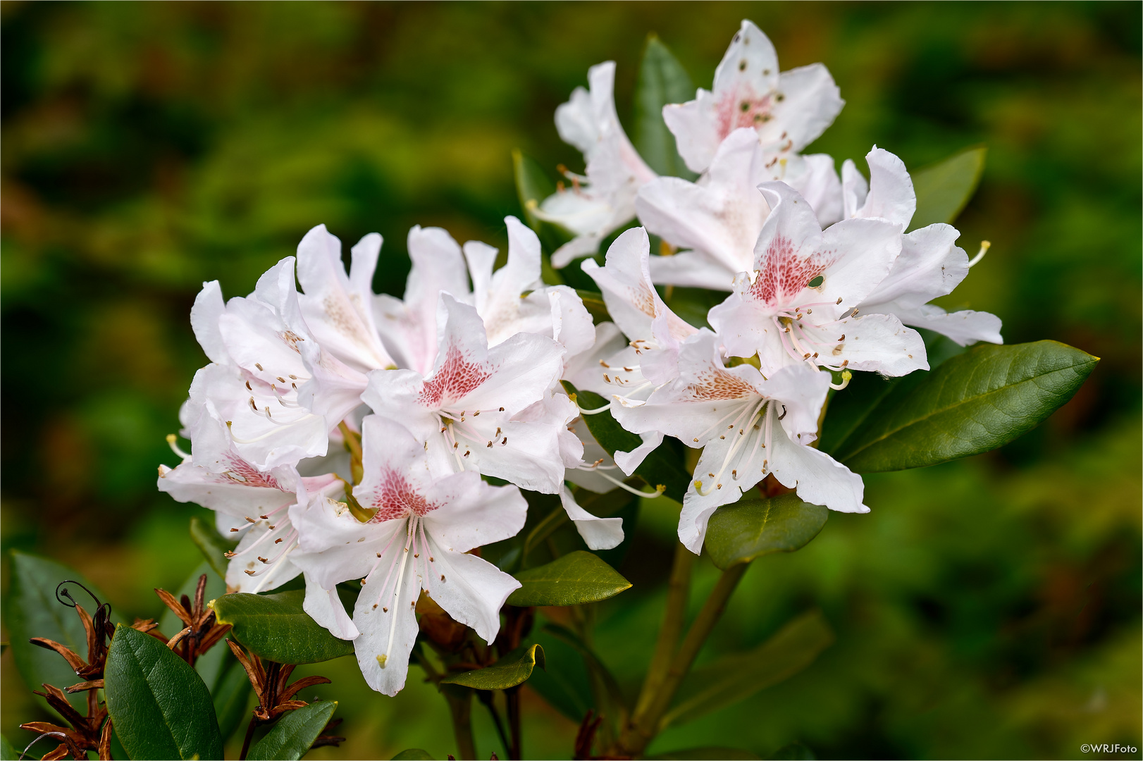 Rhododendron