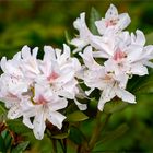 Rhododendron