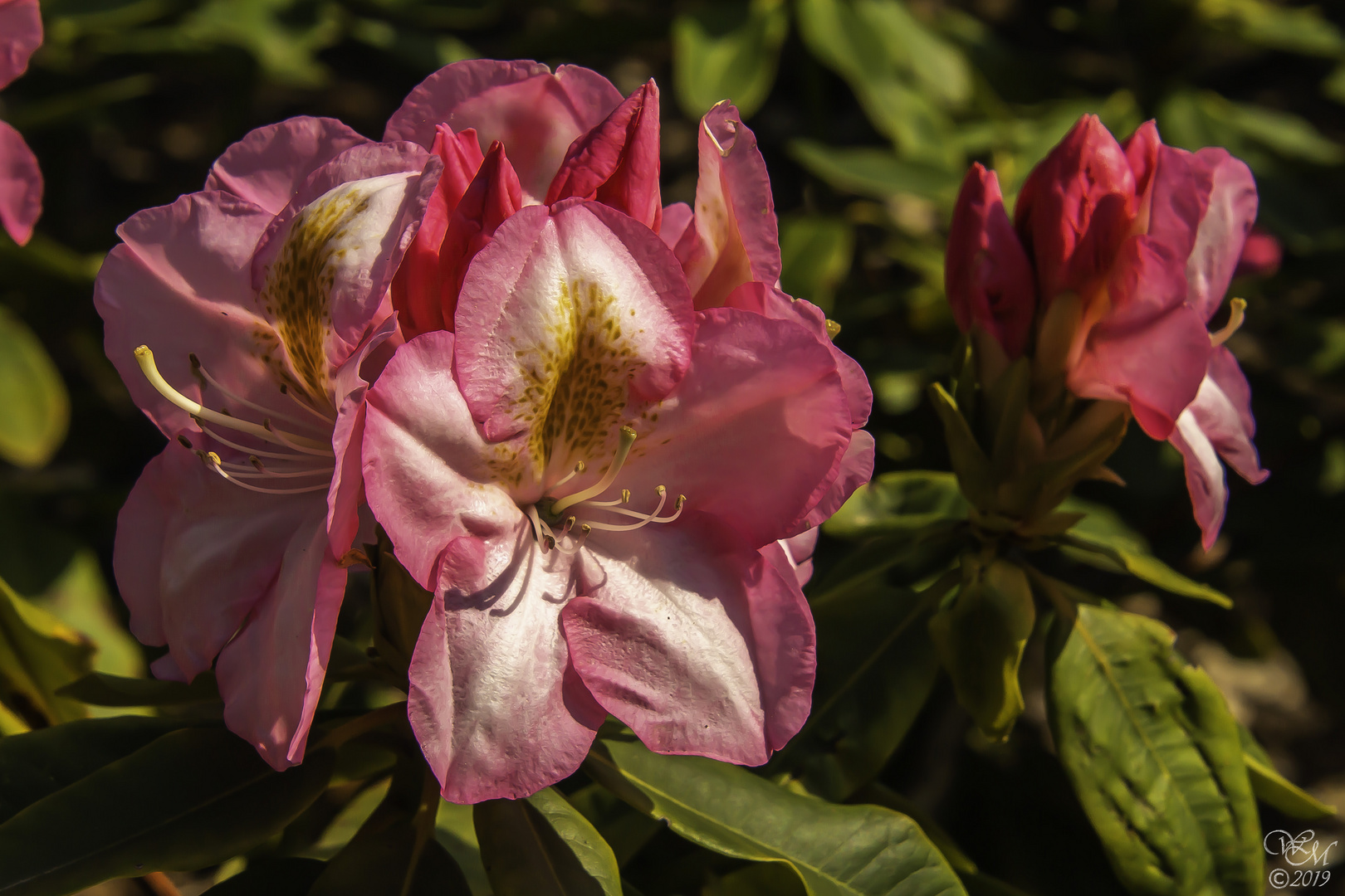 Rhododendron