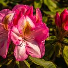 Rhododendron