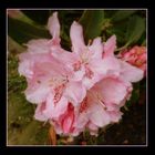 rhododendron