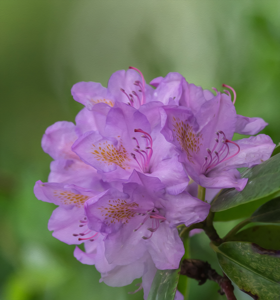 Rhododendron