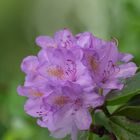 Rhododendron