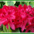 Rhododendron