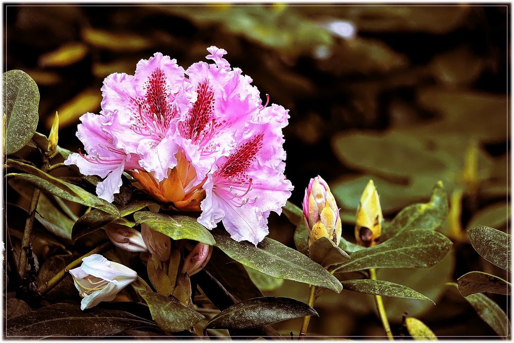 Rhododendron